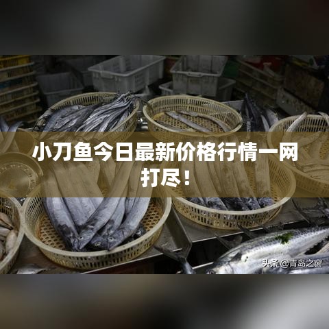 小刀魚今日最新價格行情一網(wǎng)打盡！