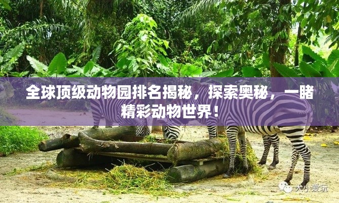 全球頂級動物園排名揭秘，探索奧秘，一睹精彩動物世界！