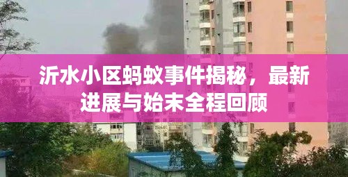 沂水小區(qū)螞蟻事件揭秘，最新進(jìn)展與始末全程回顧