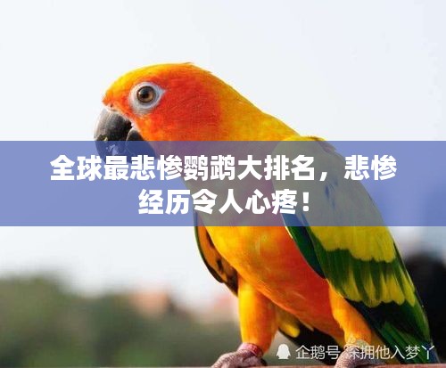 全球最悲慘鸚鵡大排名，悲慘經(jīng)歷令人心疼！