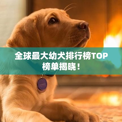 全球最大幼犬排行榜TOP榜單揭曉！