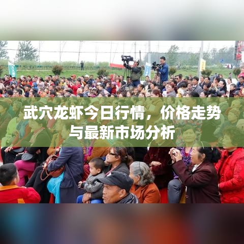 武穴龍蝦今日行情，價(jià)格走勢與最新市場分析
