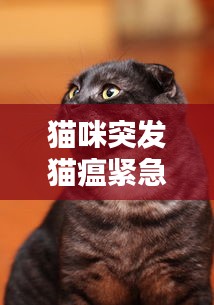 貓咪突發(fā)貓瘟緊急救治措施
