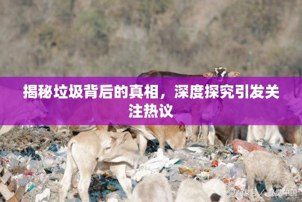 揭秘垃圾背后的真相，深度探究引發(fā)關(guān)注熱議