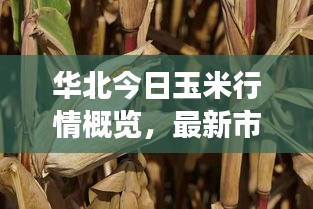 華北今日玉米行情概覽，最新市場動態(tài)與走勢分析