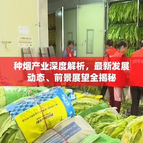 種煙產(chǎn)業(yè)深度解析，最新發(fā)展動(dòng)態(tài)、前景展望全揭秘