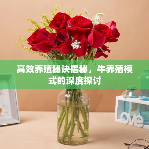 高效養(yǎng)殖秘訣揭秘，牛養(yǎng)殖模式的深度探討