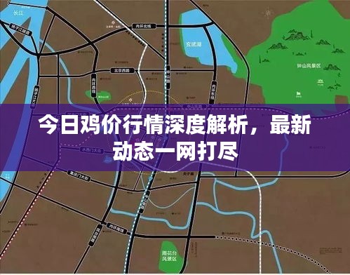 今日雞價行情深度解析，最新動態(tài)一網(wǎng)打盡