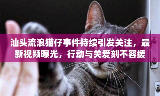 汕頭流浪貓仔事件持續(xù)引發(fā)關(guān)注，最新視頻曝光，行動(dòng)與關(guān)愛刻不容緩