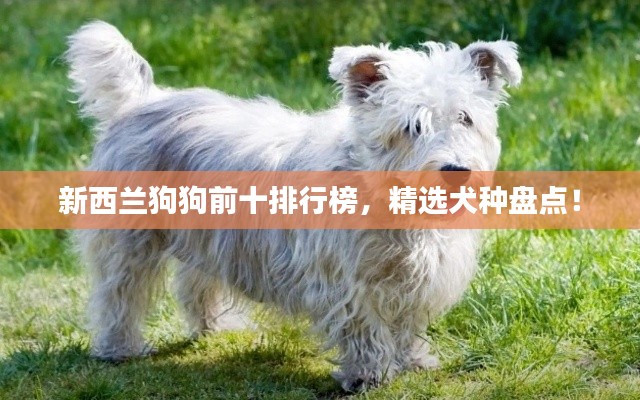 新西蘭狗狗前十排行榜，精選犬種盤點！