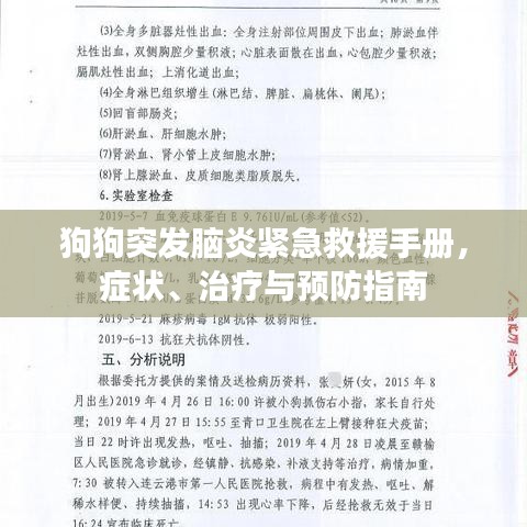 狗狗突發(fā)腦炎緊急救援手冊，癥狀、治療與預(yù)防指南