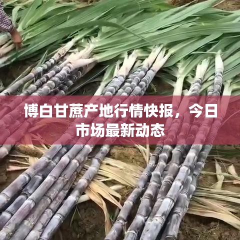 博白甘蔗產(chǎn)地行情快報(bào)，今日市場最新動(dòng)態(tài)
