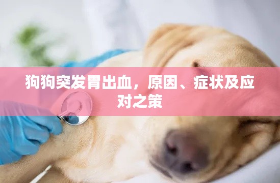 狗狗突發(fā)胃出血，原因、癥狀及應(yīng)對之策