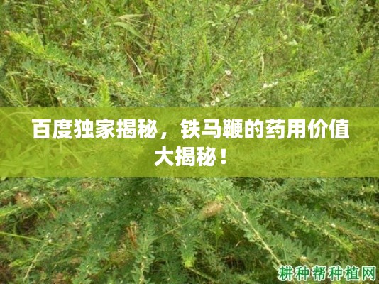 百度獨(dú)家揭秘，鐵馬鞭的藥用價值大揭秘！