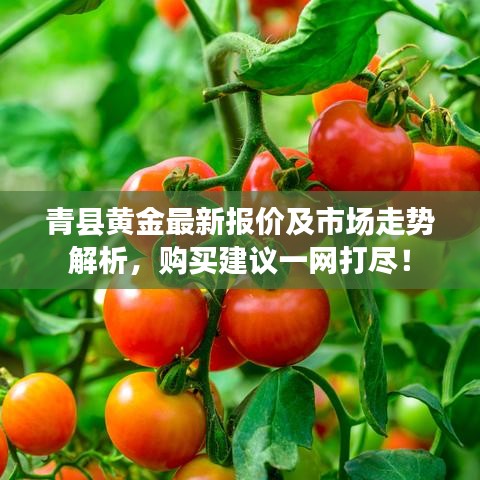 青縣黃金最新報價及市場走勢解析，購買建議一網(wǎng)打盡！