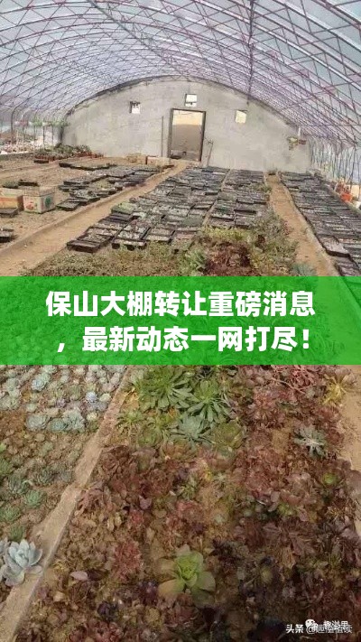 保山大棚轉(zhuǎn)讓重磅消息，最新動態(tài)一網(wǎng)打盡！