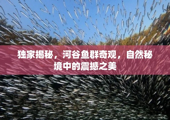 獨(dú)家揭秘，河谷魚群奇觀，自然秘境中的震撼之美