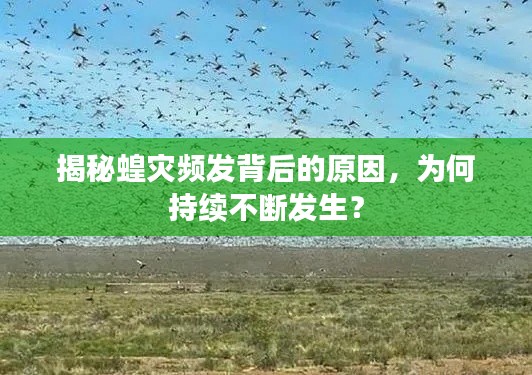 揭秘蝗災頻發(fā)背后的原因，為何持續(xù)不斷發(fā)生？