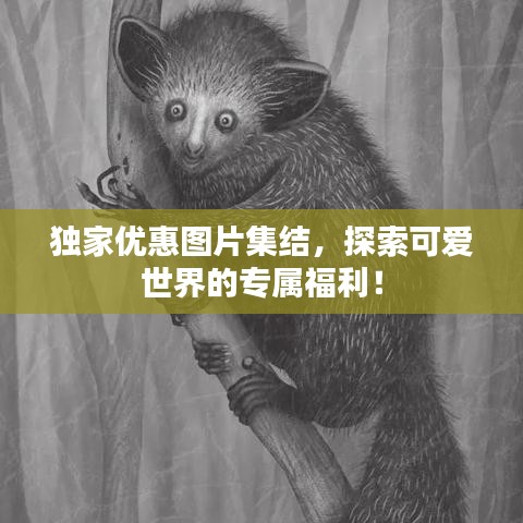獨(dú)家優(yōu)惠圖片集結(jié)，探索可愛世界的專屬福利！