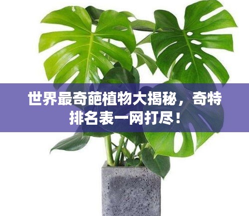 世界最奇葩植物大揭秘，奇特排名表一網(wǎng)打盡！