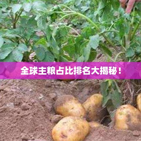 全球主糧占比排名大揭秘！