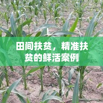 田間扶貧，精準扶貧的鮮活案例