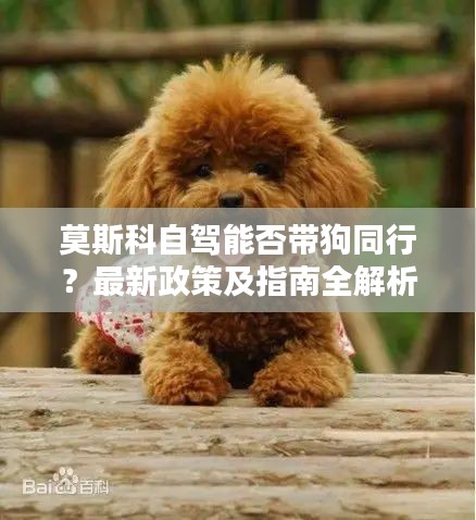 莫斯科自駕能否帶狗同行？最新政策及指南全解析