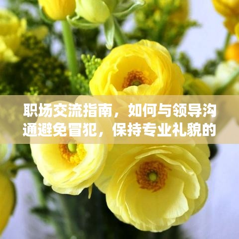 職場(chǎng)交流指南，如何與領(lǐng)導(dǎo)溝通避免冒犯，保持專業(yè)禮貌的表達(dá)方式