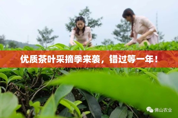 優(yōu)質(zhì)茶葉采摘季來(lái)襲，錯(cuò)過(guò)等一年！