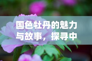 國(guó)色牡丹的魅力與故事，探尋中國(guó)傳統(tǒng)花卉的絢麗篇章