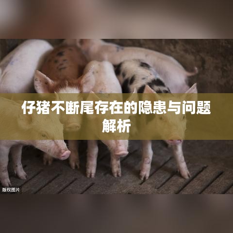 仔豬不斷尾存在的隱患與問(wèn)題解析