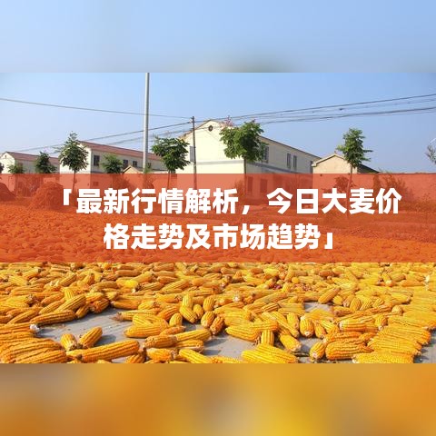 「最新行情解析，今日大麥價(jià)格走勢及市場趨勢」