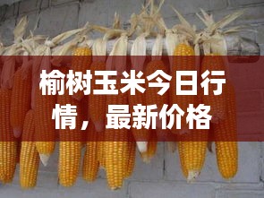 榆樹玉米今日行情，最新價(jià)格一覽