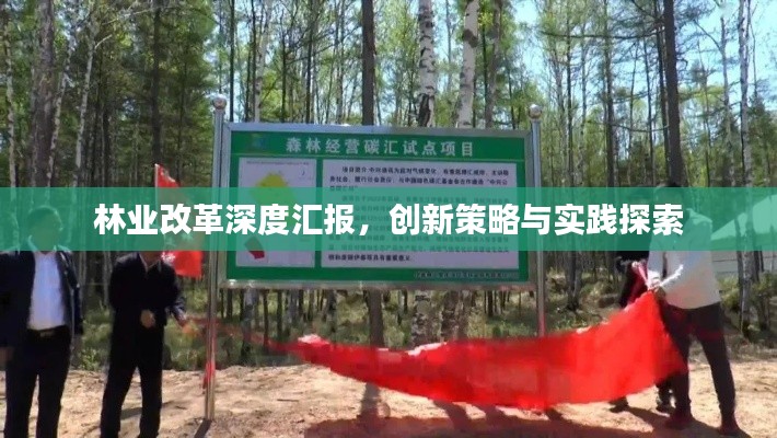 林業(yè)改革深度匯報，創(chuàng)新策略與實(shí)踐探索