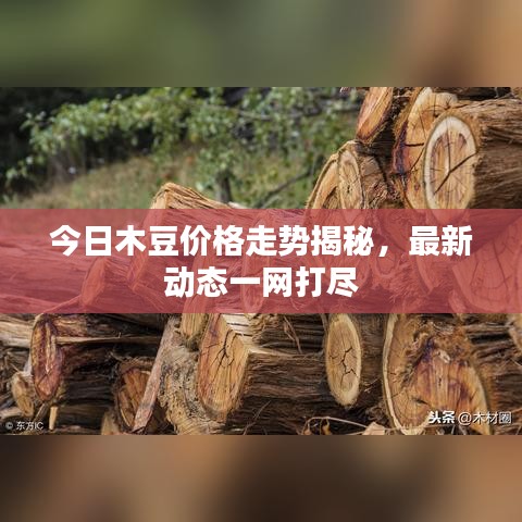 今日木豆價格走勢揭秘，最新動態(tài)一網(wǎng)打盡