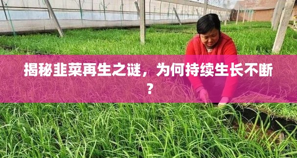 揭秘韭菜再生之謎，為何持續(xù)生長不斷？