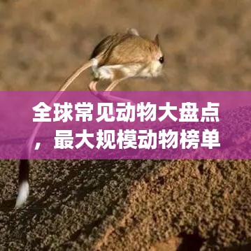 全球常見動物大盤點，最大規(guī)模動物榜單來襲！