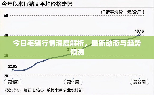 今日毛豬行情深度解析，最新動態(tài)與趨勢預測