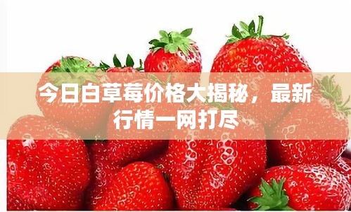 今日白草莓價格大揭秘，最新行情一網(wǎng)打盡