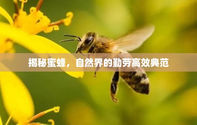 揭秘蜜蜂，自然界的勤勞高效典范