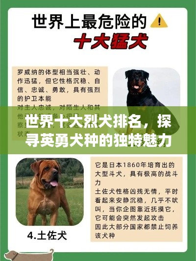 世界十大烈犬排名，探尋英勇犬種的獨(dú)特魅力