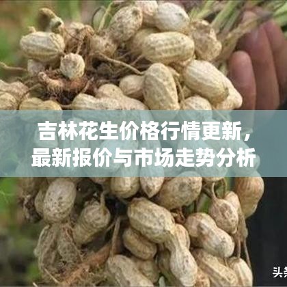 吉林花生價格行情更新，最新報價與市場走勢分析
