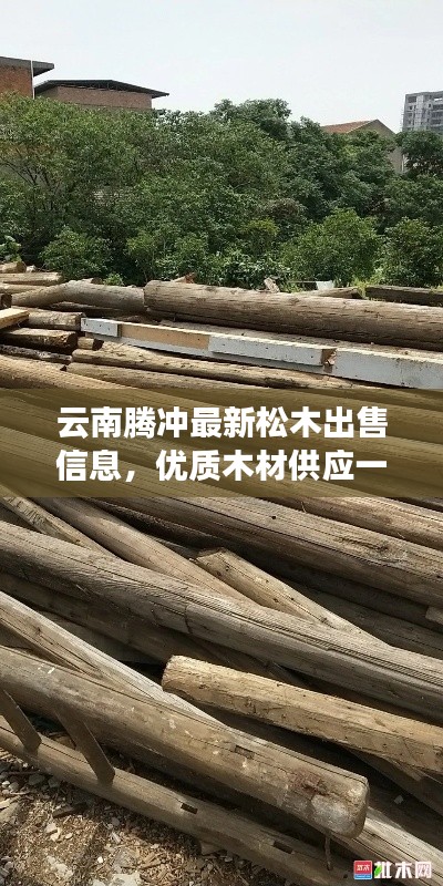 云南騰沖最新松木出售信息，優(yōu)質(zhì)木材供應(yīng)一覽