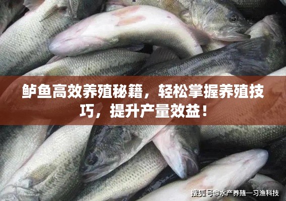 鱸魚高效養(yǎng)殖秘籍，輕松掌握養(yǎng)殖技巧，提升產(chǎn)量效益！