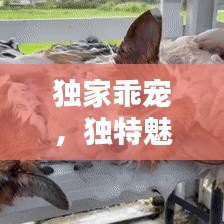 獨家乖寵，獨特魅力揭秘！
