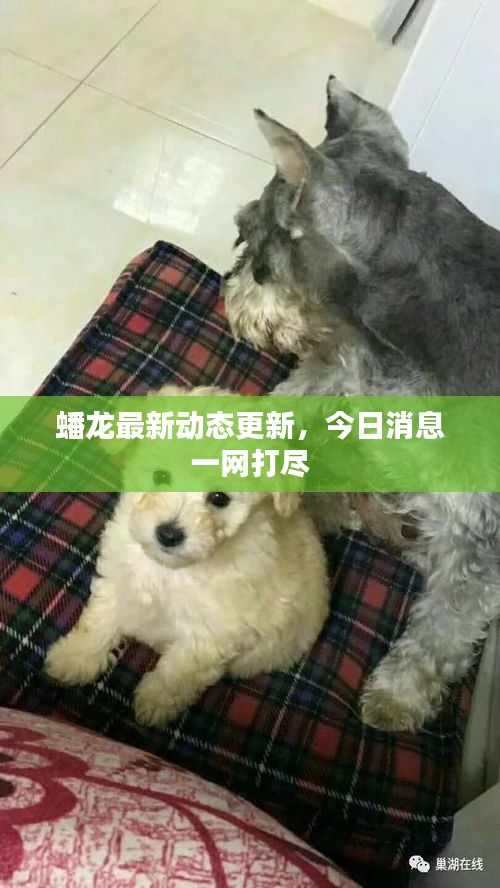 蟠龍最新動態(tài)更新，今日消息一網(wǎng)打盡