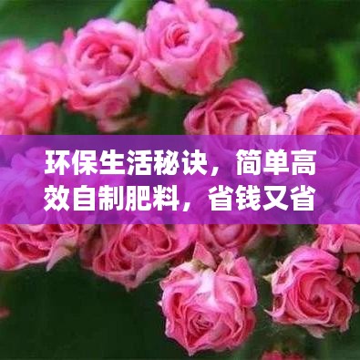 環(huán)保生活秘訣，簡(jiǎn)單高效自制肥料，省錢(qián)又省心！