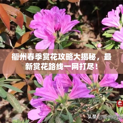 衢州春季賞花攻略大揭秘，最新賞花路線一網(wǎng)打盡！