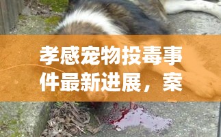 孝感寵物投毒事件最新進(jìn)展，案情揭秘與動態(tài)更新