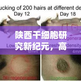 陜西干細胞研究新紀元，高效檢測引領干細胞應用新時代